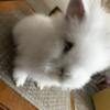 Lion head bunnies for sale