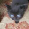Young Black baby angora, Maine coon