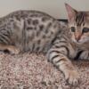 Bengal Male Kitten Available