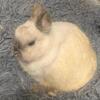 Sable Point Netherland Dwarf Buck