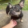 Female Frenchie