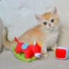 NEW Elite British kitten from Europe with excellent pedigree, male. Kruz