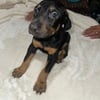 Doberman puppies! AKC REGISTERED