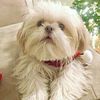 Shih tzu Stud services rare Shih Tzu 6 pound AKC CKC proven , health cleared