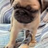 Healthy Happy Pugs For Sale ready today