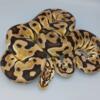 male pastel crypton ball python