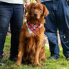 AKC Golden Retriever Male Puppy