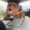 Top quality Akc English Bulldog stud