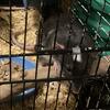 Pet Rats