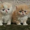 CFA  exotic shorthairs & longhairs