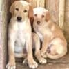 AKC Labrador retrievers  ready to go now