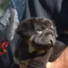 AKC french bulldog puppies big rope fluffy & testable carriers My puppies are just built different.