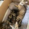 New litter Bengal Kittens