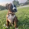 Boxer puppies!