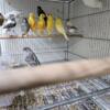 beautiful and healthy canary birds ,cages,everything for sale