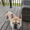 French bulldog male