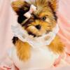 Yorkies, Maltese, Pomeranian, Poodles, Chihuahuas, Shih Tzus