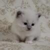 Ragdoll Kittens ready for adoption