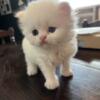 Solid white Doll Faced Persian kittens