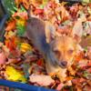 Playful Red Pomchi boys