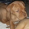 Mastiff! Dogue de Bordeaux