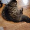 Male cats need home - neutered, shots and litter trained - indoor raised