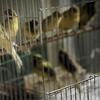 Beautiful Frill Canaries – Male & Female