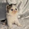 Exotic Shorthaired kittens 