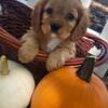 Cavalier king charles spaniel puppies 