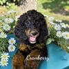 AKC Female Standard Poodle Puppy