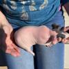 Female Baby Skinny Pig