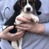 9 wk old beautiful, sweet Beagle for sale