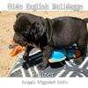 9 week old Male, Olde English Bulldogge Puppy