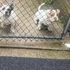 Micro Exotic bully