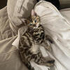 Female bengal 