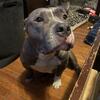 ABKC American Bully Pups 