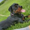 Huge German Rottweiler Puppies