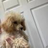 CKC TOY POODLE