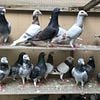 Pigeons need a home!