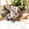 Fluffy big rope Merle French bulldog puppy!