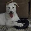 White German Shepherd Female Puppy