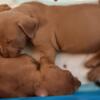 Pitbull puppies for sale w/ shots and deworming already given