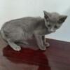 Male Russian Blue Kittens new price