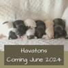 Coming Soon - Havaton Puppies