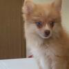 Pomeranian puppies for sale