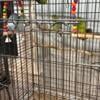 5 breeding age parrotlets for sale!