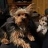 AKC yorkie pups  chocolate and traditional male and female