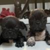 Bugg Puppies (Pug-Boston Terrier)