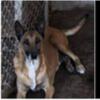 Belgian Malinois full blooded Female 6 Years old FREE FREE