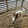 Purebred Rough Collie Puppies